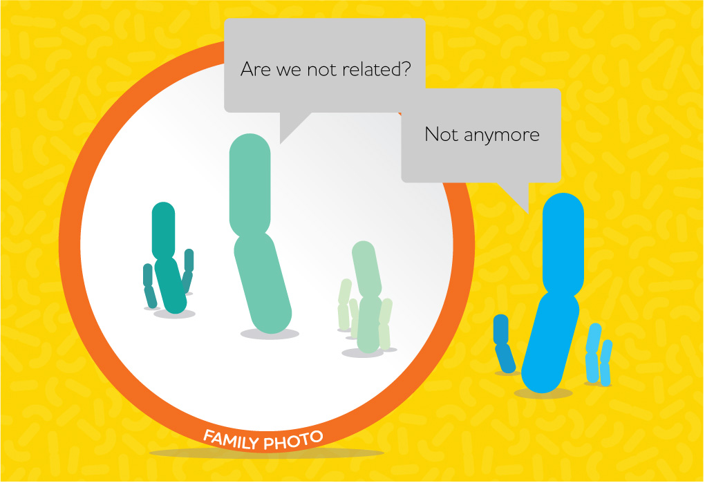 Lactobacillus family